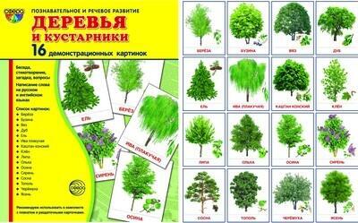 Демонстрационные картинки «Деревья и кустарники»